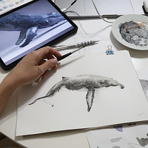 My project for course: Naturalist Illustration Techniques: Whales in Watercolor. Un progetto di Belle arti, Pittura, Pittura ad acquerello e Illustrazione naturalistica di Ekaterina Buchneva - 09.02.2023