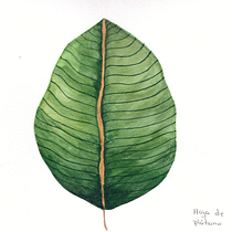 Mi proyecto del curso: Acuarela botánica para estampados. Un projet de Illustration traditionnelle, Aquarelle, Illustration botanique , et Création de motifs de Camila González Acevedo - 14.09.2022