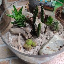 Mi proyecto del curso: Arte vegetal: crea tu propio terrario abierto. Interior Design, L, scape Architecture, Decoration, DIY, Floral, and Plant Design project by Alberto Aubert Durán - 09.16.2022