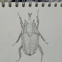 Mi proyecto del curso: Ilustración científica aplicada al diseño de patrones. Projekt z dziedziny Trad, c, jna ilustracja, Pattern design, Ilustracja c, frowa, Ilustracja naturalist i czna użytkownika Daniela Rodriguez - 20.09.2022