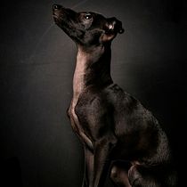 Mi proyecto del curso: Introducción a la fotografía de perros. Un projet de Photographie, Photographie de portrait, Photographie de studio, Photographie documentaire, Photographie lifest, le , et Photographie intérieure de Jesus Clemente Garcia - 28.09.2022