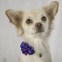 Mi proyecto del curso: Introducción a la fotografía de perros - Proyecto Coco y Luca. Un projet de Photographie, Photographie de portrait, Photographie de studio, Photographie documentaire, Photographie lifest, le, Photographie intérieure, Design , Collage , et Retouche photographique de Arismart Marichales - 01.10.2022