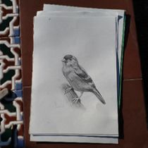 Mi proyecto del curso: Pintura al óleo para retrato naturalista de aves. Fine Arts, Painting, Oil Painting, and Naturalistic Illustration project by Luca Cabral - 03.12.2024
