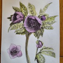 Mon projet du cours : Illustration botanique à l’aquarelle. Ilustração tradicional, Artes plásticas, Pintura, Desenho, Pintura em aquarela e Ilustração botânica projeto de nthouveny - 06.10.2022