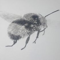 My project for course: Illustrating the Natural World with Watercolor and Charcoal. Traditional illustration, Painting, and Naturalistic Illustration project by fivekidsand3labs - 10.07.2022