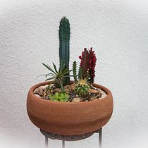 Mi proyecto del curso: Arte vegetal: crea tu propio terrario abierto. Interior Design, L, scape Architecture, Decoration, DIY, Floral, and Plant Design project by Luis Rat - 10.11.2022