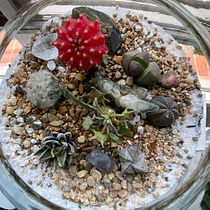 Mi proyecto del curso: Arte vegetal: crea tu propio terrario abierto. Interior Design, L, scape Architecture, Decoration, DIY, Floral, and Plant Design project by Ana Mora - 10.12.2022