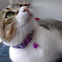 Annylu Pets. Accessor, Design, Arts, and Crafts project by Angie Rodriguez - 10.18.2022
