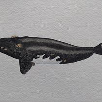 My Final Project; Whales in Watercolor. Un progetto di Illustrazione tradizionale di freemantledesigns - 18.10.2022