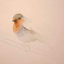 Il mio progetto del corso: Illustrazione naturalistica di uccelli con acquerello. Ilustração tradicional, Pintura em aquarela, Desenho realista e Ilustração naturalista projeto de Sergio Vezzola - 21.10.2022