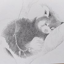 Mijn project van de cursus: Leer realistische dieren tekenen met grafietpotlood. Traditional illustration, Pencil Drawing, Drawing, and Naturalistic Illustration project by Masja van de Ven - 10.22.2022