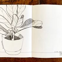 Pandurata. Traditional illustration, Sketching, Drawing, Sketchbook & Ink Illustration project by anacaballerofz - 10.24.2022