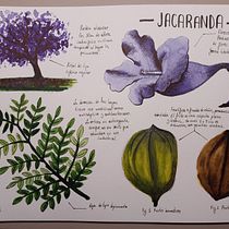 Estudio de la Jacaranda. Projekt z dziedziny Trad, c, jna ilustracja, Malowanie akwarelą, R, sunek botaniczn i Sketchbook użytkownika Irene T. R. - 26.10.2022