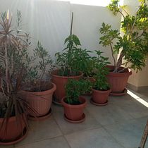 My project for course: Designing Green Spaces for Your Home. L, scape Architecture, Floral, Plant Design, and Spatial Design project by Isidora Allagianni - 10.25.2022