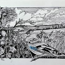 My project for course:  Dip Pen and Ink: Capturing The Natural World. "The Jay" Ein Projekt aus dem Bereich Skizzenentwurf, Zeichnung, Artistische Zeichnung, Sketchbook, Illustration mit Tinte und Naturalistische Illustration von gordon_phillips - 25.10.2022