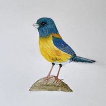 My project for course: Naturalist Bird Illustration with Watercolors. Ilustração tradicional, Pintura em aquarela, Desenho realista e Ilustração naturalista projeto de dianamoon13 - 20.10.2022