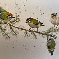 My project for course: Artistic Watercolor Techniques for Illustrating Birds. Traditional illustration, Watercolor Painting, Realistic Drawing, and Naturalistic Illustration project by sarahwood_ - 10.29.2022