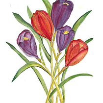 My project for course: Illustrating Nature with Watercolor and Pen. Traditional illustration, Painting, Drawing, Watercolor Painting, Botanical Illustration, and Fine Arts project by Wendy Violet Sinden - 10.20.2022