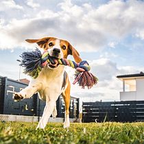 Mi proyecto del curso: Storytelling Cani-Training App. Un proyecto de Publicidad, Consultoría creativa, Cop, writing, Creatividad, Stor y telling de Gianfranco Figallo - 30.10.2022