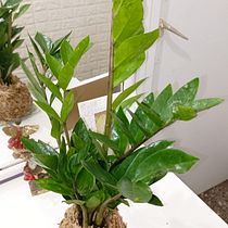 Mi proyecto del curso: Kokedamas: crea macetas naturales de musgo. Arts, Crafts, Interior Design, L, scape Architecture, Decoration, DIY, Floral, and Plant Design project by Liliana Benitez Serrano - 10.30.2022