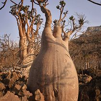 Progetto Socotra. Traditional illustration, Painting, Drawing, Watercolor Painting, and Naturalistic Illustration project by gemimaf - 10.31.2022