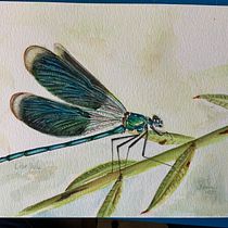 Meu projeto do curso: Diário naturalista em aquarela. Traditional illustration, Watercolor Painting, Botanical Illustration, Sketchbook, and Naturalistic Illustration project by Sílvia Roma - 11.01.2022