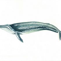 My project for course: Naturalist Illustration Techniques: Whales in Watercolor. Un progetto di Illustrazione tradizionale, Design di poster , Illustrazione digitale e Manga di Mary Ann Leake - 02.11.2022