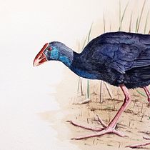 Mi proyecto del curso: Ilustración naturalista de aves con acuarela: Calamón Común. Ilustração tradicional, Pintura em aquarela, Desenho realista e Ilustração naturalista projeto de Jose Manuel Criado Gerber - 04.11.2022
