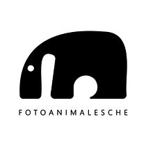 Pet Photography IG: fotoanimalesche. Un projet de Photographie, Photographie de portrait, Photographie de studio, Photographie documentaire, Photographie lifest, le , et Photographie intérieure de Alessandro de Leo - 05.11.2022