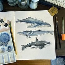 My project for course: Naturalist Illustration Techniques: Whales in Watercolor. Un progetto di Illustrazione tradizionale, Design di poster , Illustrazione digitale e Manga di aonidae - 07.11.2022