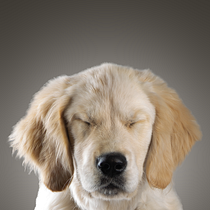My project for course: Introduction to Dog Photography. Un projet de Photographie, Photographie de portrait, Photographie de studio, Photographie documentaire, Photographie lifest, le , et Photographie intérieure de info - 07.11.2022