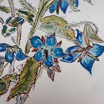 Mein Abschlussprojekt für den Kurs: Botanisches Zeichenheft: ein meditativer Ansatz. Ilustração tradicional, Esboçado, Desenho, Pintura em aquarela, Ilustração botânica, e Sketchbook projeto de Rosita Baumgart - 09.11.2022