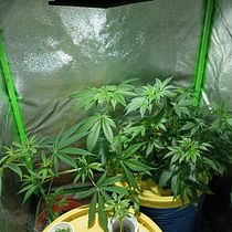 Santa Maria CBD/ Todo el mundo legal de CANNABIS!. Marketing, Redes sociais, Marketing digital, Mobile Marketing, Instagram, Marketing para Facebook, Marketing para Instagram, Growth Marketing, e SEM projeto de Juan Ma - 19.11.2022