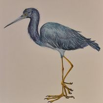 Mi proyecto del curso: Ilustración naturalista de aves con acuarela. Ilustração tradicional, Pintura em aquarela, Desenho realista e Ilustração naturalista projeto de Teresa - 12.11.2022