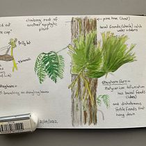 My project for course: Botanical Watercolor Sketchbook. Projekt z dziedziny Trad, c, jna ilustracja, R, sunek botaniczn i Sketchbook użytkownika dominiquedodge - 11.11.2022