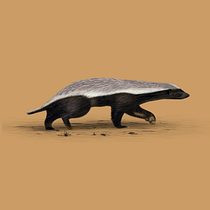 Honeybadger - Naturalist Animal Illustration course. Un proyecto de Ilustración tradicional, Ilustración digital, Dibujo realista e Ilustración naturalista				 de mjl.schoonman - 10.12.2022