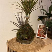 MI KOKEDAMA. Arts, Crafts, Interior Design, L, scape Architecture, Decoration, DIY, Floral, and Plant Design project by Nathalie Ortega Orellana - 11.07.2022