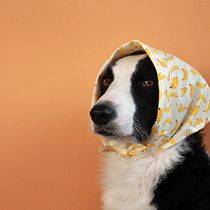 Mi proyecto del curso: Introducción a la fotografía de perros. Un projet de Photographie, Photographie de portrait, Photographie de studio, Photographie documentaire, Photographie lifest, le , et Photographie intérieure de Marian Corporales Gil - 07.12.2022