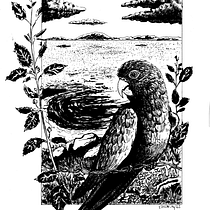 Meu projeto do curso: Ilustração com tinta e bico de pena: registre o mundo natural Ein Projekt aus dem Bereich Skizzenentwurf, Zeichnung, Artistische Zeichnung, Sketchbook, Illustration mit Tinte und Naturalistische Illustration von Edson Moreira Júnior - 15.11.2022