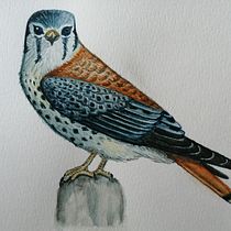 Cernícalo. Ilustração tradicional, Pintura em aquarela, Desenho realista e Ilustração naturalista projeto de abgardella - 16.11.2022
