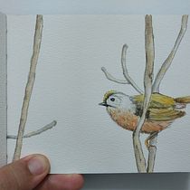 Meu projeto do curso: Ilustração da natureza: aquarela em positivo e negativo. Traditional illustration, Fine Arts, Painting, Drawing, Watercolor Painting, Botanical Illustration, and Naturalistic Illustration project by Flávio Bartoli - 11.20.2022