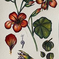 My project for course: Botanical Illustration with Watercolors. Ilustração tradicional, Artes plásticas, Pintura, Desenho, Pintura em aquarela e Ilustração botânica projeto de Anna-Maria Säntti - 20.11.2022