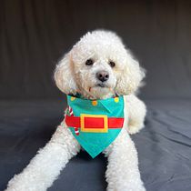 Mi proyecto del curso: Introducción a la fotografía de perros. Un projet de Photographie, Photographie de portrait, Photographie de studio, Photographie documentaire, Photographie lifest, le , et Photographie intérieure de Constanza Belén Soto Palma - 28.07.2023