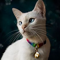 Meu projeto do curso: Introdução à fotografia de cachorros . Un projet de Photographie, Photographie de portrait, Photographie de studio, Photographie documentaire, Photographie lifest, le , et Photographie intérieure de Kethelen Fernandes Feck - 10.01.2022