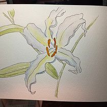 My project for course: Botanical Sketchbooking: A Meditative Approach. Un progetto di Illustrazione tradizionale, Bozzetti, Disegno, Pittura ad acquerello, Illustrazione botanica e Sketchbook di d7dcctcxj6 - 26.11.2022