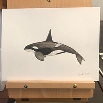 3 Whales in Watercolor. Un progetto di Belle arti, Pittura, Pittura ad acquerello e Illustrazione naturalistica di pearsallmarc - 14.12.2022