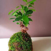 Mi proyecto del curso: Kokedamas: crea macetas naturales de musgo. Un proyecto de Artesanía, Diseño de interiores, Paisajismo, Decoración de interiores, DIY, Diseño floral y vegetal de rrebasa - 27.11.2022