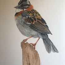 Chincol: Ilustración naturalista de aves con acuarela. Ilustração tradicional, Pintura em aquarela, Desenho realista e Ilustração naturalista projeto de Verónica Manque - 25.11.2022