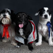 Mis mascotas: Mi familia. Un projet de Photographie, Photographie de portrait, Photographie de studio, Photographie documentaire, Photographie lifest, le , et Photographie intérieure de Cinthya Melissa Spiner Ponce - 21.11.2022