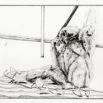 My project for course: Dip Pen and Ink Illustration: Capturing The Natural World Ein Projekt aus dem Bereich Skizzenentwurf, Zeichnung, Artistische Zeichnung, Sketchbook, Illustration mit Tinte und Naturalistische Illustration von Adriana Delgado - 29.11.2022